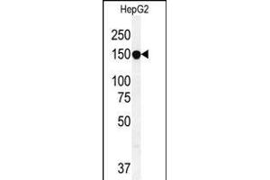 ABCC10 antibody  (AA 767-793)