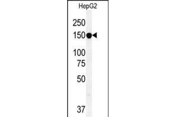 ABCC10 antibody  (AA 767-793)