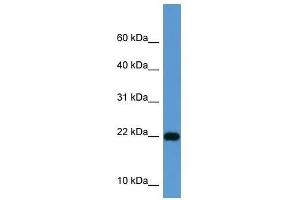 ISG15 antibody used at 0. (ISG15 Antikörper  (Middle Region))