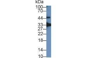 Detection of GDF15 in Mouse Placenta lysate using Polyclonal Antibody to Growth Differentiation Factor 15 (GDF15) (GDF15 Antikörper  (AA 30-308))