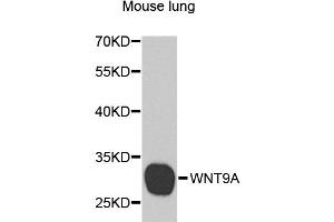Western blot analysis of extracts of mouse lung, using WNT9A antibody (ABIN5974646) at 1/1000 dilution. (WNT9A Antikörper)