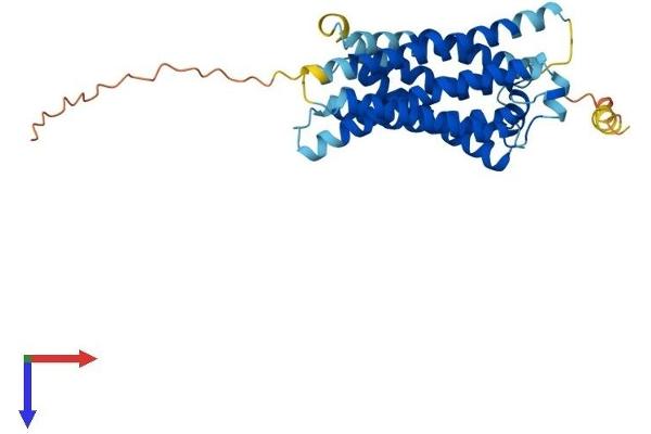 MAS1 Protein (AA 1-325) (His tag)