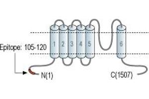Representative domain view of the target of ABIN7885590.
