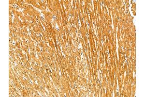 Phospho-Kir6. (KCNJ11 Antikörper  (pThr224))