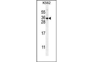 Western blot analysis in K562 cell line lysates (35ug/lane) using STARD6 Antibody (C-term) Cat.
