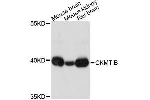 Western blot analysis of extracts of various cell lines, using CKMT1B antibody (ABIN1871876) at 1:3000 dilution. (CKMT1B Antikörper)