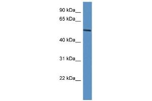 WB Suggested Anti-JMJD4 Antibody Titration:  0. (JMJD4 Antikörper  (C-Term))