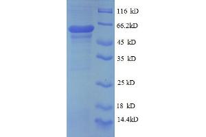 SDS-PAGE (SDS) image for Prolyl 4-Hydroxylase, beta Polypeptide (P4HB) (AA 29-313), (partial) protein (GST tag) (ABIN5712045)