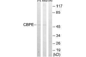 Western blot analysis of extracts from 3T3 cells and RAW264. (CPE Antikörper)