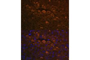 Immunofluorescence analysis of mouse liver using UGT1 antibody (ABIN7271193) at dilution of 1:100. (UGT1A6 Antikörper  (AA 65-270))