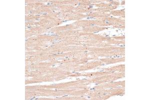 Immunohistochemistry of paraffin-embedded rat heart using ABCB7 antibody. (ABCB7 Antikörper)