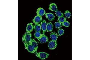 Confocal immunofluorescent analysis of ATXN1 Antibody  (ABIN389309 and ABIN2839430) with hela cell followed by Alexa Fluor 488-conjugated goat anti-rabbit lgG (green). (Ataxin 1 Antikörper  (AA 754-781))