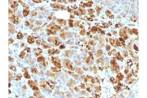 IHC testing of FFPE human pancreas with Alpha-1-Antichymotrypsin antibody cocktail (clone AACT/1451 + AACT/1452).