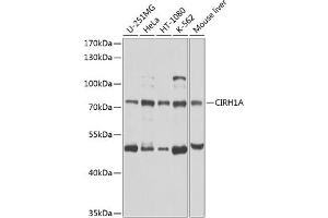 Western blot analysis of extracts of various cell lines, using CIRH1A antibody (ABIN6133490, ABIN6138631, ABIN6138632 and ABIN6224701) at 1:1000 dilution. (CIRH1A Antikörper  (AA 497-686))