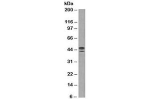 Western blot testing of human spleen lysate with CD63 antibody (clone NKI/C3). (CD63 Antikörper)