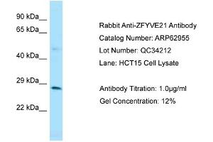 Western Blotting (WB) image for anti-Zinc Finger, FYVE Domain Containing 21 (ZFYVE21) (Middle Region) antibody (ABIN2789312)