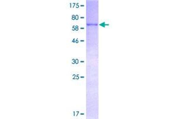 KHDRBS1 Protein (AA 1-381) (GST tag)