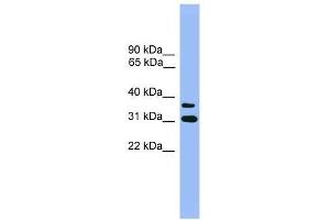Western Blot showing OR2D3 antibody used at a concentration of 1. (OR2D3 Antikörper  (C-Term))