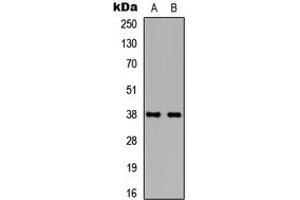 Western blot analysis of TBP expression in HEK293T (A), NIH3T3 (B) whole cell lysates.