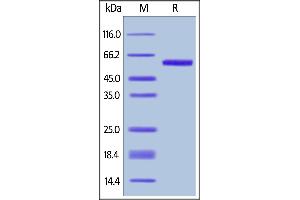 Biotinylated Human OX40 Ligand, Avitag,Fc Tag on  under reducing (R) condition. (TNFSF4 Protein (AA 51-183) (AVI tag,Fc Tag,Biotin))