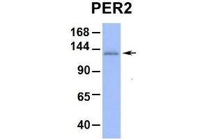 Host:  Rabbit  Target Name:  PER2  Sample Type:  Hum. (PER2 Antikörper  (Middle Region))