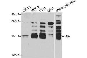 Western blot analysis of extracts of various cell lines, using IFI6 antibody (ABIN5973630) at 1/1000 dilution. (IFI6 Antikörper)