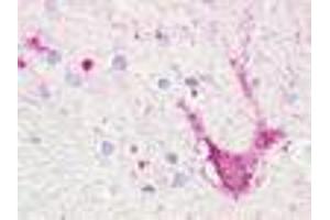 Anti-TAAR5 antibody IHC of human brain, thalamus, neurons and glia. (TAAR5 Antikörper  (Extracellular Domain))