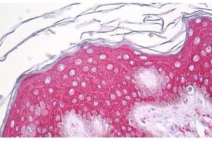 Anti-SERINC2 antibody IHC staining of human skin, epidermis. (SERINC2 Antikörper  (AA 341-390))