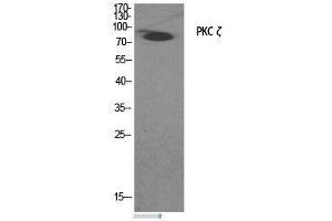 Western Blot analysis of COS7 cells treated with PMA (125 ng/mL, 30 mins) minus immunising peptide using PKC zeta Polyclonal Antibody at dilution of 1:2000. (PKC zeta Antikörper)