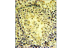 DGKK Antibody IHC analysis in formalin fixed and paraffin embedded mouse testis tissue followed by peroxidase conjugation of the secondary antibody and DAB staining. (DGKK Antikörper  (C-Term))