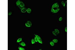 Immunofluorescent analysis of HepG2 cells using ABIN7162949 at dilution of 1:100 and Alexa Fluor 488-congugated AffiniPure Goat Anti-Rabbit IgG(H+L) (ACOX1 Antikörper  (AA 113-273))