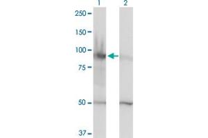 Western Blot analysis of HELLS expression in transfected 293T cell line by HELLS monoclonal antibody (M01), clone 1D10. (HELLS Antikörper  (AA 1-348))