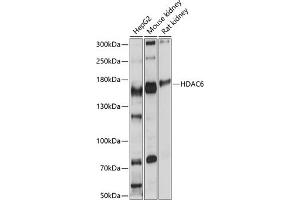 Western blot analysis of extracts of various cell lines, using HD antibody (ABIN6128055, ABIN6141682, ABIN6141685 and ABIN6215133) at 1:1000 dilution. (HDAC6 Antikörper  (AA 836-1104))