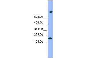 WB Suggested Anti-TMEM42 Antibody Titration: 0. (TMEM42 Antikörper  (N-Term))