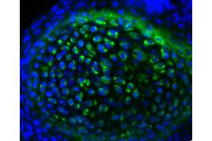 Immunofluorescence (IF) image for anti-Collagen, Type II (COL2) antibody (Biotin) (ABIN135049)