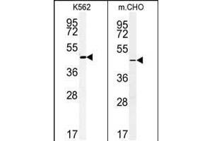 (LEFT)Western blot analysis of ENTPD8 Antibody (C-term) (ABIN651354 and ABIN2840197) in K562 cell line lysates (35 μg/lane).