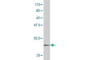 Western Blot detection against Immunogen (31. (ATOH7 Antikörper  (AA 53-99))