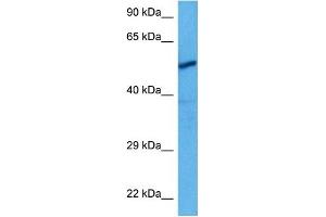 Host:  Rabbit  Target Name:  CHRNA3  Sample Tissue:  Rat Skeletal Muscle  Antibody Dilution:  1ug/ml (CHRNA3 Antikörper  (N-Term))