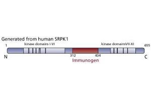 Image no. 3 for anti-SRSF Protein Kinase 1 (SRPK1) (AA 312-434) antibody (ABIN968353)