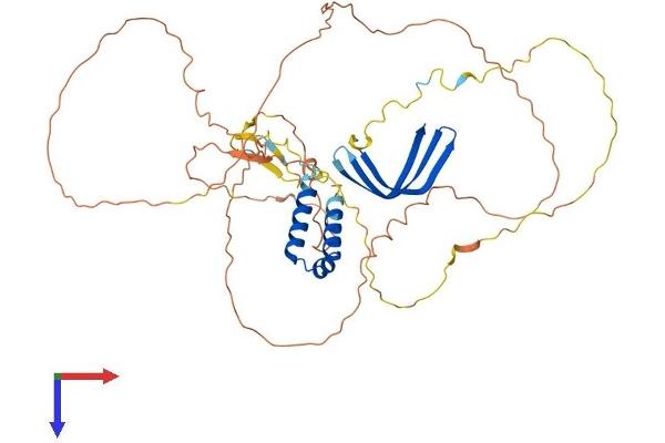 GTF2A1L Protein (AA 1-468) (His tag)