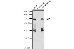 Immunoprecipitation (IP) image for anti-N-Ethylmaleimide-Sensitive Factor (NSF) (AA 1-250) antibody (ABIN6144871)