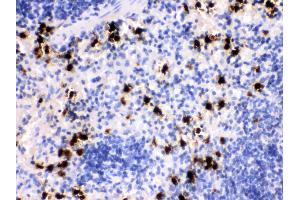 Anti- MRP8 Picoband antibody, IHC(P) IHC(P): Mouse Spleen Tissue (S100A8 Antikörper  (AA 2-89))