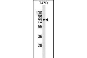 MX1 Antibody (ABIN1539914 and ABIN2843862) western blot analysis in T47D cell line lysates (35 μg/lane). (MX1 Antikörper  (AA 617-646))