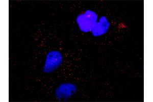 Proximity Ligation Analysis of protein-protein interactions between MAPK3 and CASP9. (Caspase 9 Antikörper  (AA 1-416))