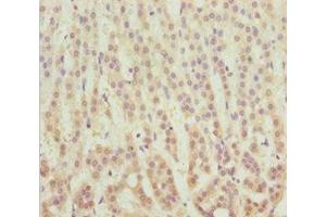 Immunohistochemistry of paraffin-embedded human adrenal gland tissue using ABIN7159608 at dilution of 1:100 (MSRB3 Antikörper  (AA 1-185))
