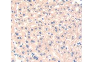 IHC-P analysis of Mouse Tissue, with DAB staining. (HRG Antikörper  (AA 93-328))