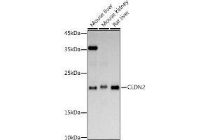 Western blot analysis of extracts of various cell lines, using CLDN2 antibody (ABIN6127702, ABIN6138683, ABIN6138686 and ABIN6218321) at 1:1000 dilution. (Claudin 2 Antikörper  (AA 30-230))