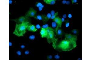 Anti-RFPL3 mouse monoclonal antibody (ABIN2455785) immunofluorescent staining of COS7 cells transiently transfected by pCMV6-ENTRY RFPL3 (RC206518). (RFPL3 Antikörper)