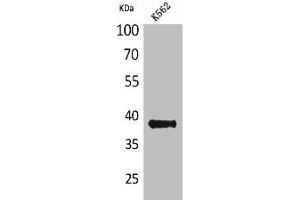 Western Blot analysis of K562 cells using CD1C Polyclonal Antibody (CD1c Antikörper  (Internal Region))