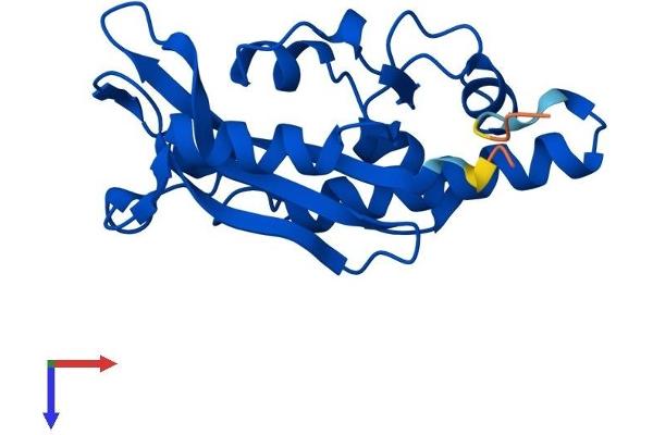 ISG20 Protein (AA 1-181) (His tag)
